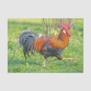 Cute and Colourful Farm Homestead Rooster  Tissue Paper