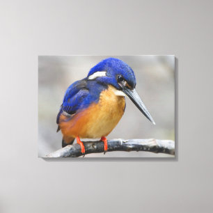 Cute and Colourful Kingfisher or Alcedinidae Bird Canvas Print