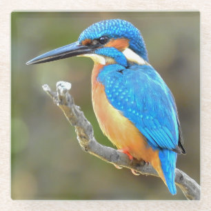 Cute and Colourful Kingfisher or Alcedinidae Bird Glass Coaster