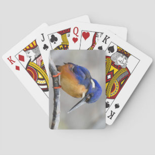 Cute and Colourful Kingfisher or Alcedinidae Bird Playing Cards