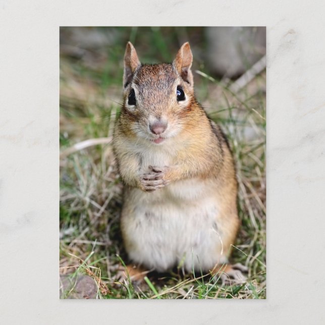 Cute and Friendly Chipmunk Postcard (Front)