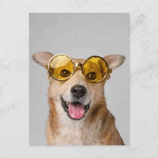cute and funny dog with glasses postcard