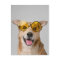 cute and funny dog with glasses