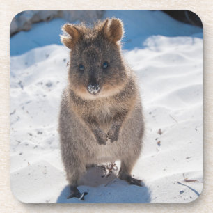 Cute and happy Quokka on the beach in Australia Coaster