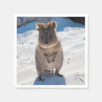 Cute and happy Quokka on the beach in Australia