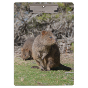 Cute and happy Quokkas in Australia Clipboard