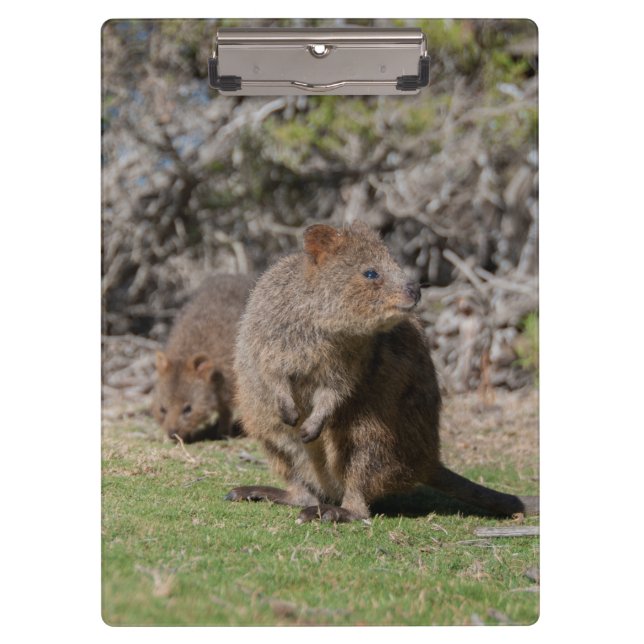 Cute and happy Quokkas in Australia Clipboard (Front)
