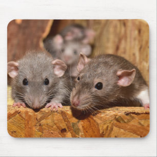 Cute and Ironic Mouse Mat