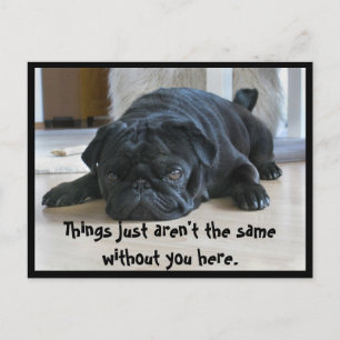 Cute and Lazy Black Pug Puppy Postcard