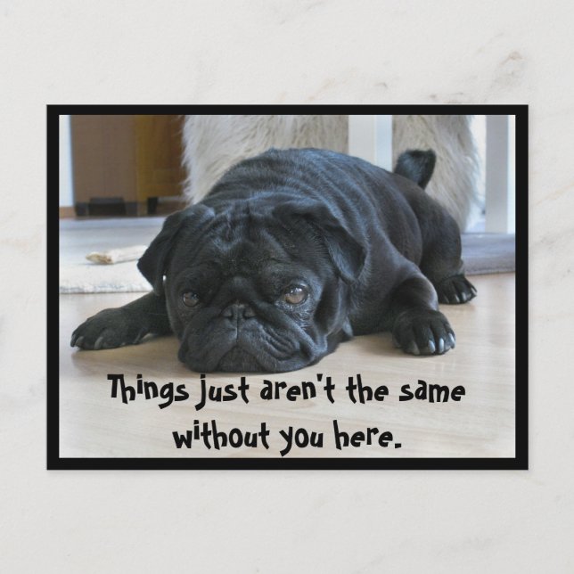 Cute and Lazy Black Pug Puppy Postcard (Front)