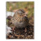 Cute and Spunky Lincoln's Sparrow