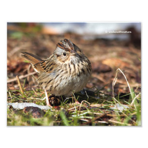 Cute and Spunky Lincoln's Sparrow Photo Print