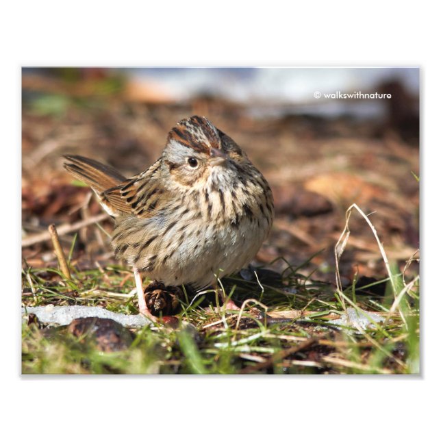 Cute and Spunky Lincoln's Sparrow Photo Print (Front)