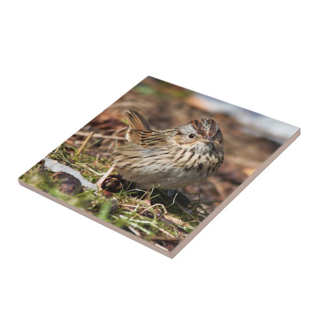 Cute and Spunky Lincoln's Sparrow Tile (Side)