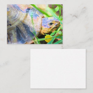Cute Angulate Tortoise South Africa Details Enclosure Card