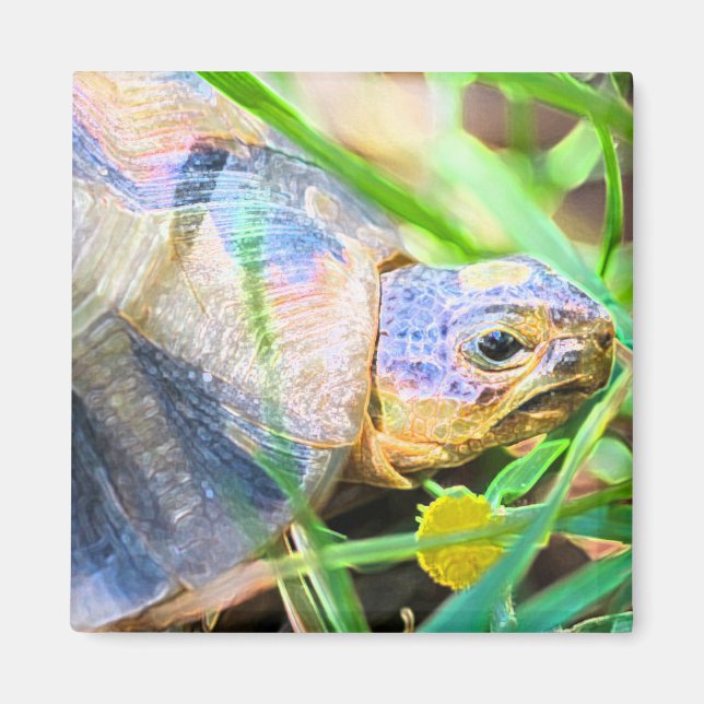 Cute Angulate Tortoise South Africa Details Magnet (Front)