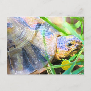 Cute Angulate Tortoise South Africa Details Postcard