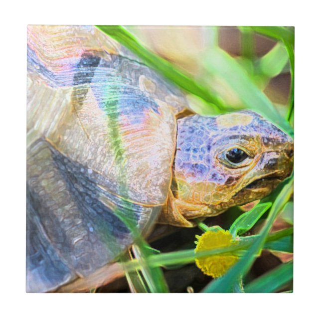 Cute Angulate Tortoise South Africa Details Tile (Front)