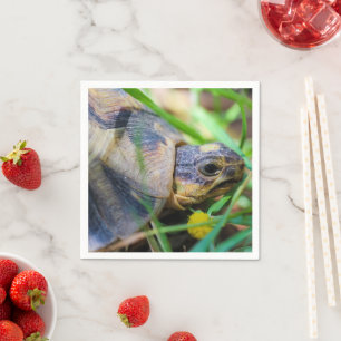 Cute Angulate Tortoise South Africa Napkin