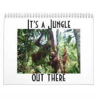 Cute Animal Orangutan Photography