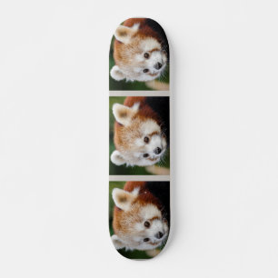 Cute Animal Red Panda Skateboard