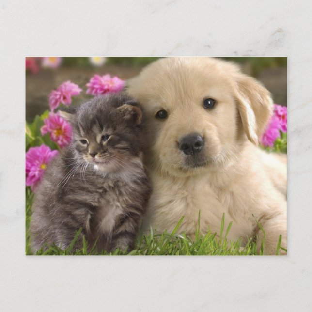 Cute Animals Postcard (Front)