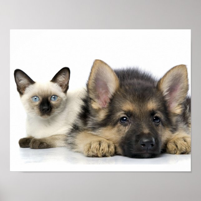 Cute Animals Poster (Front)
