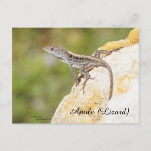 Cute Anole Lizard Postcard