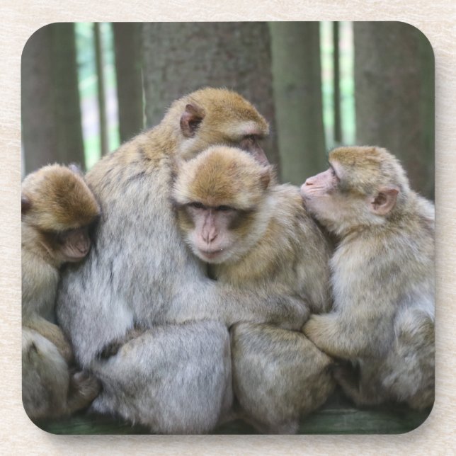 Cute Ape Family Group Hug Photograph Coaster (Front)