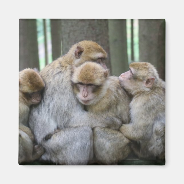 Cute Ape Family Group Hug Photograph Magnet (Front)