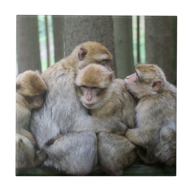 Cute Ape Family Group Hug Photograph Tile (Front)