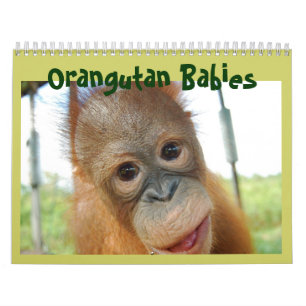 Cute Apes Orangutan Wildlife Calendar