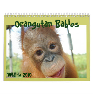 Cute Apes Wildlife Babies Calendar