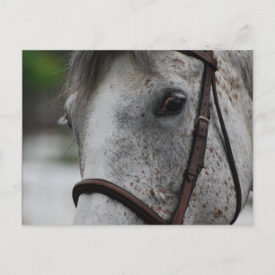 Cute Appaloosa Horse Postcard