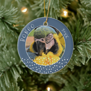 Cute Ara Pet Parrot Photo Star Blue Christmas Ceramic Tree Decoration