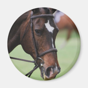 Cute Arabian Horse Magnet