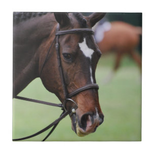 Cute Arabian Horse Tile