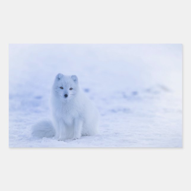 Cute Arctic Fox on Snowy Winter Background Rectangular Sticker (Front)