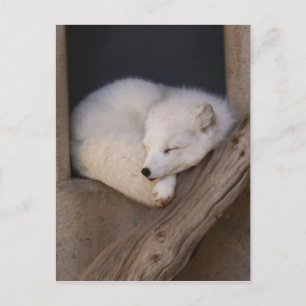 Cute Arctic Fox Sleeping Postcard