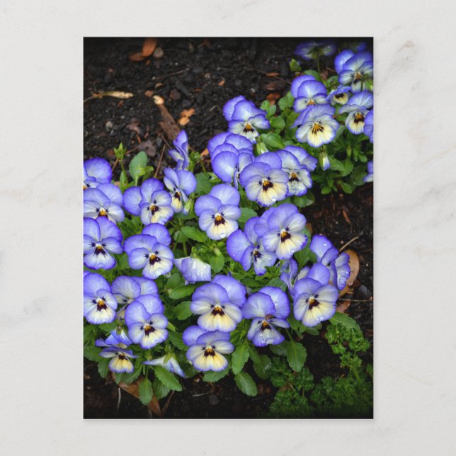 Cute As Buttons Postcard (Front)