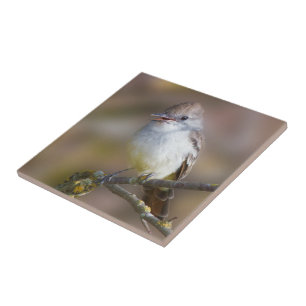 Cute Ash-Throated Flycatcher Songbird on Branch Tile