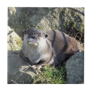 CUTE ASIAN OTTER TILE