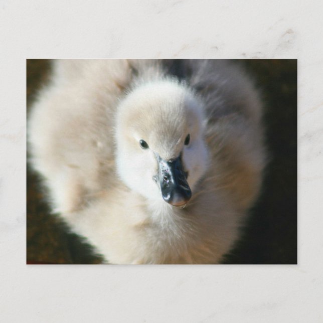 Cute Attack! Postcard (Front)