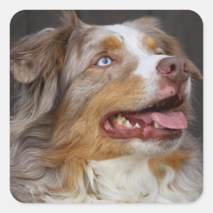 Cute Aussie Puppy Dog Lover Australian Shepherd Square Sticker