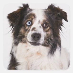 Cute Aussie Puppy Dog Lover Australian Shepherd Square Sticker