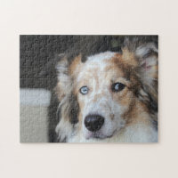 Cute Australian Shepherd Dog Portrait