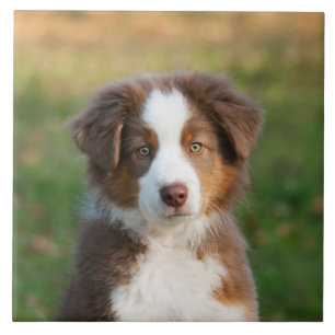 Cute Australian Shepherd Dog Puppy Photo Tile