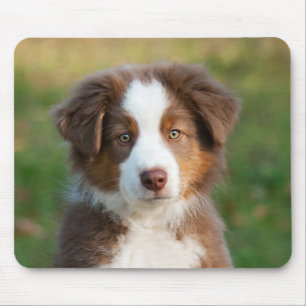 Cute Australian Shepherd puppy Mouse Mat