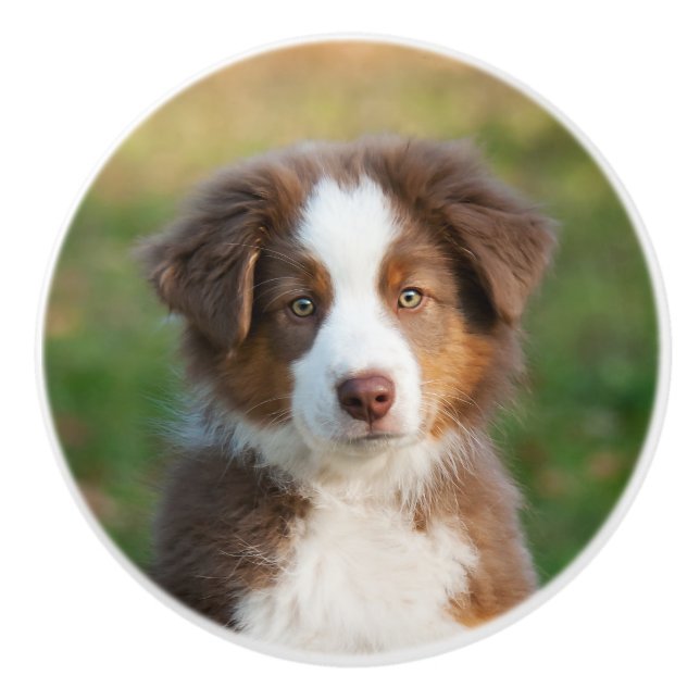 Cute Australian Shepherd puppy, portrait Ceramic Knob (Front)
