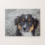 Cute Australian Shepherd Puppy Portrait Jigsaw Puzzle<br><div class="desc">Cute Australian Shepherd puppy photography puzzle. Add your custom wording to this design by using the "Edit this design template" boxes on the right hand side of the item, or click the blue "Customize it" button to arrange the text, change the fonts and colours and to also add additional information...</div>